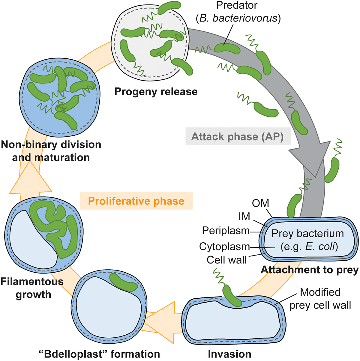 Жизненный цикл Bdellovibrio
