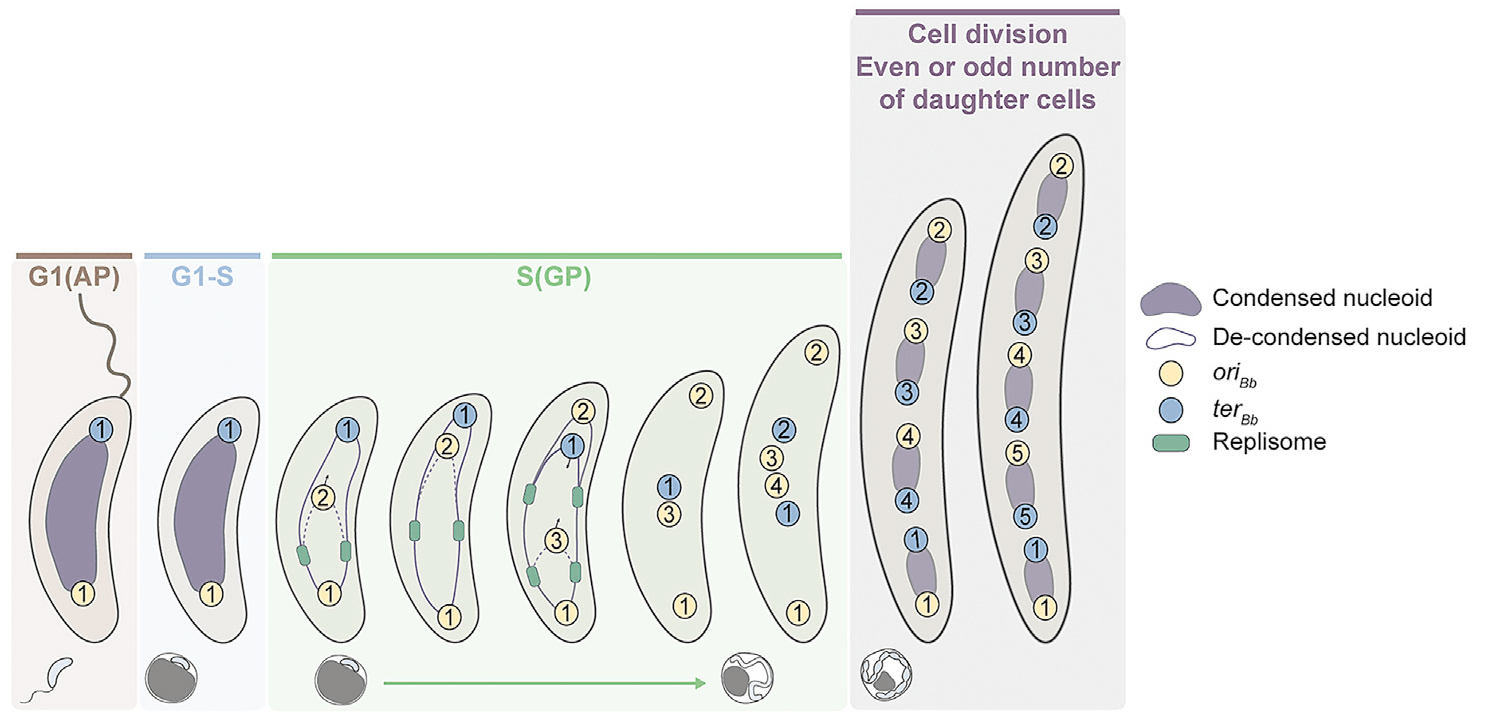 Схема удвоения и сегрегации хромосом при небинарном делении