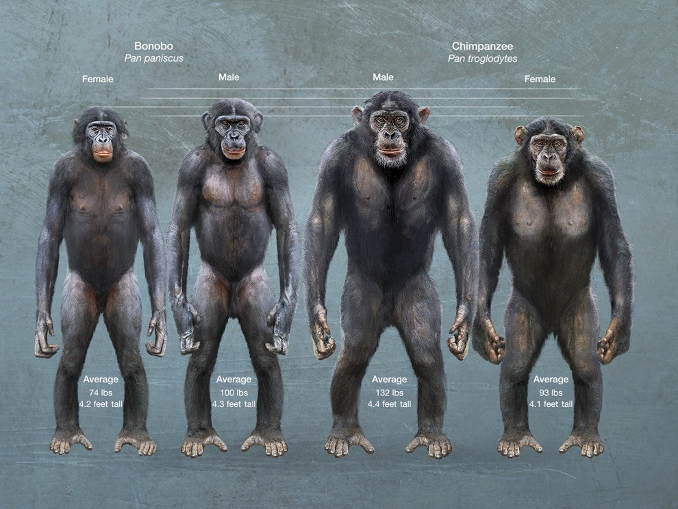 Отличия между представителями шимпанзе и бонобо