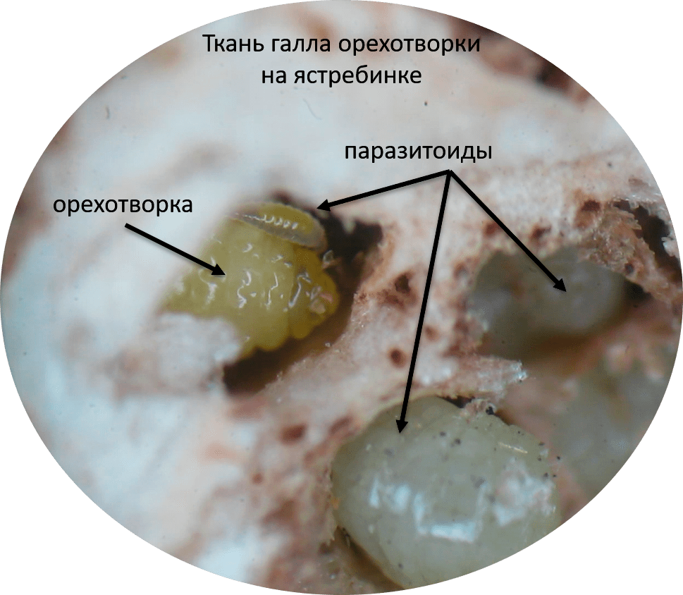 Множество паразитоидов атакует орехотворку внутри галла на ястребинке