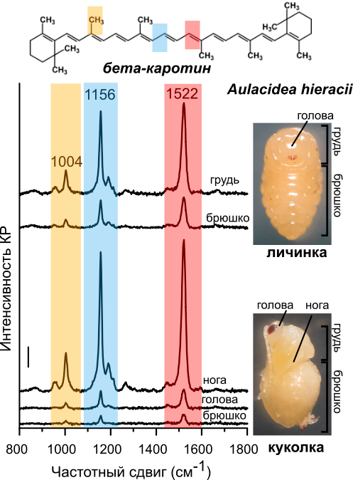 Спектры КР с разных структур личинки и куколки орехотворки