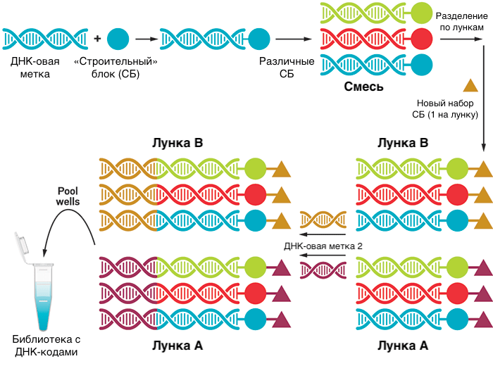 Создание библиотеки с ДНК-кодами