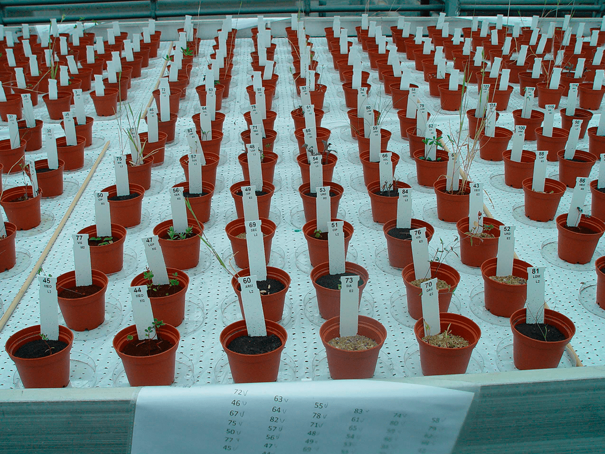 Модельный эксперимент по выращиванию растений в имитации грунта Марса