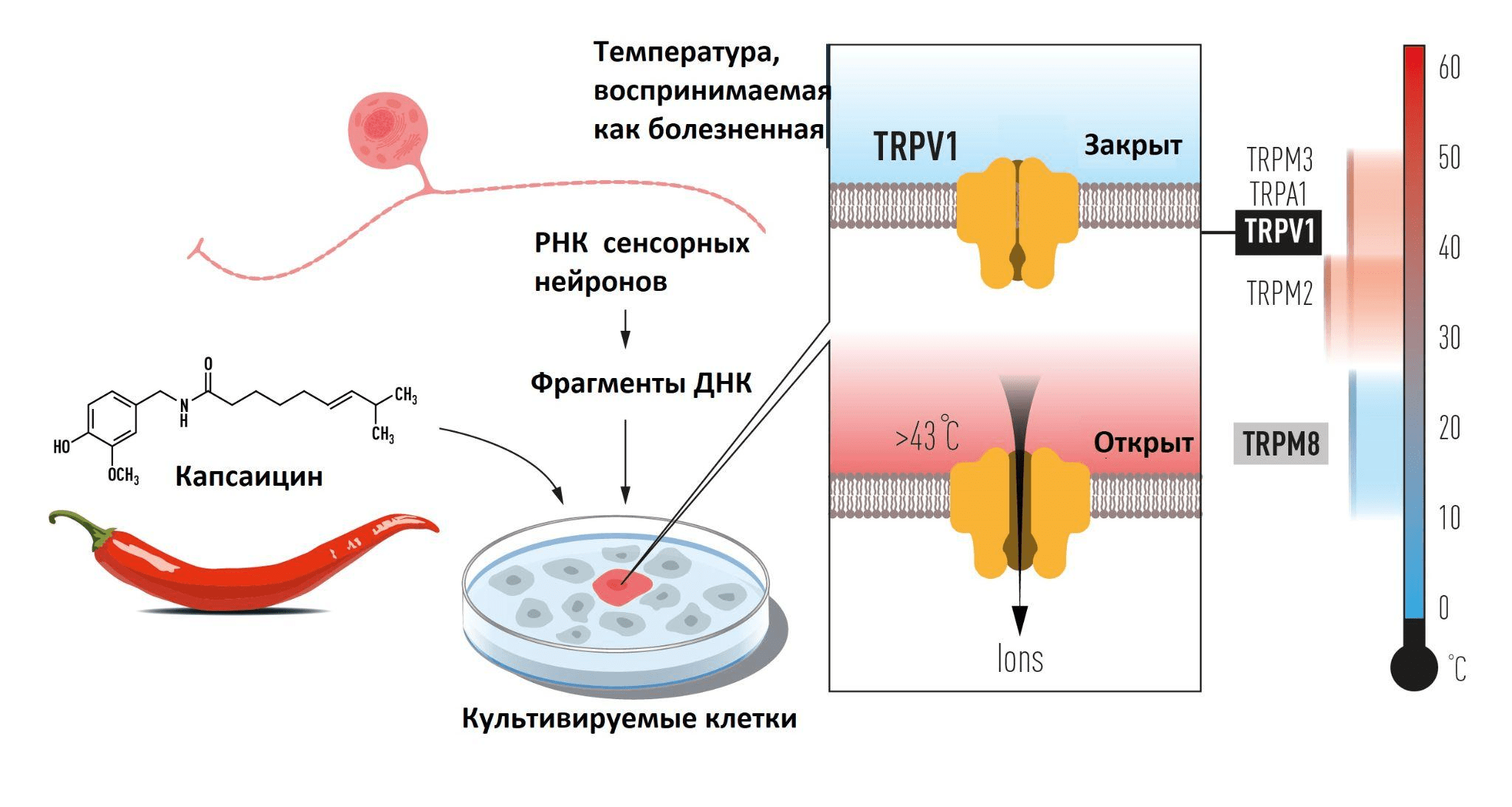 Схема эксперимента, где капсаицин используется для идентификации TRPV1