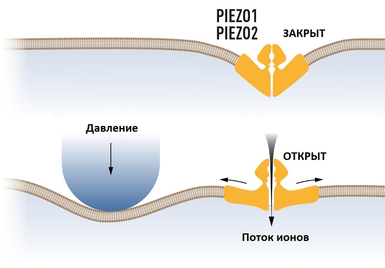 Схема работы каналов Piezo1 и Piezo2