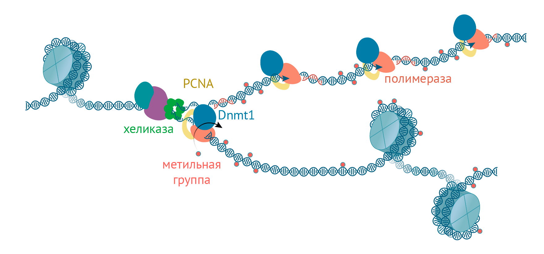 Поддержание метилирования ДНК во время репликации