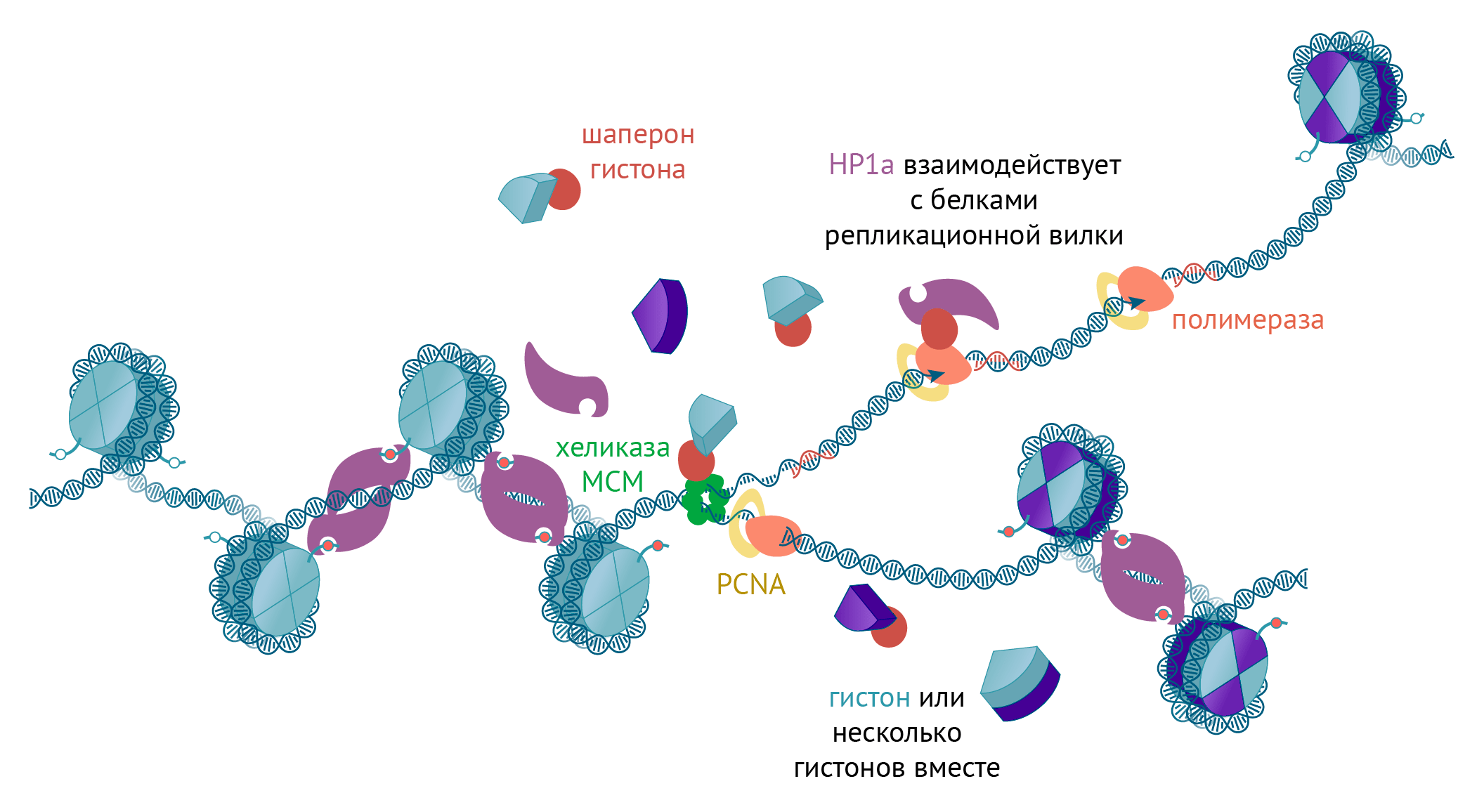 Наследование гистонов и негистоновых белков во время репликации