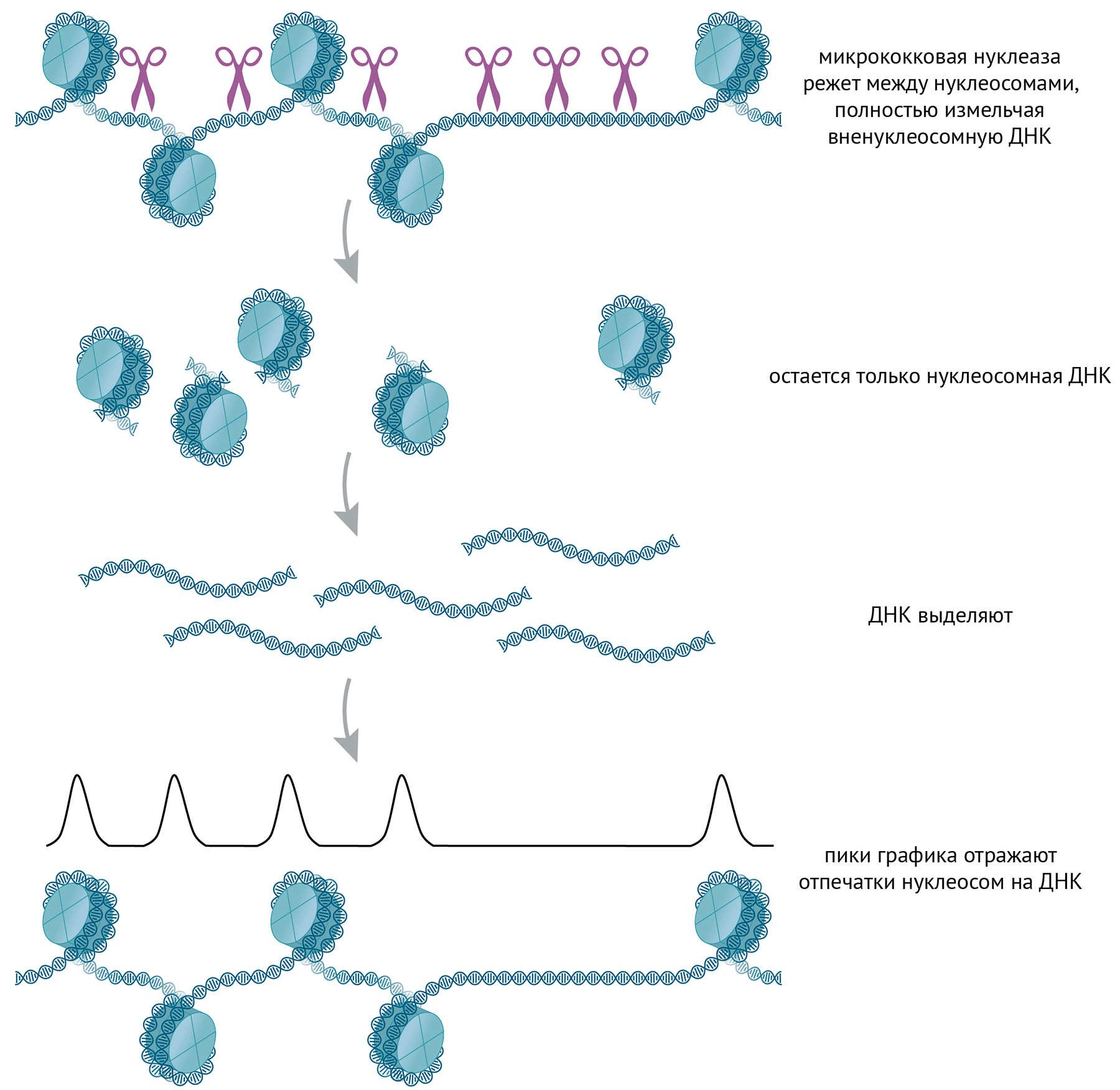Для определения расположения нуклеосом на ДНК используют MNase-секвенирование