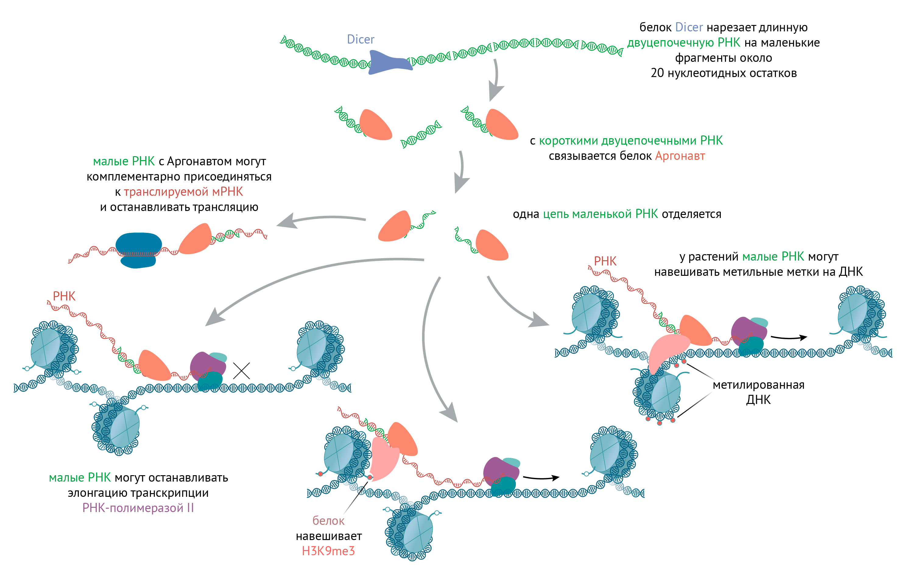 РНК-интерференция
