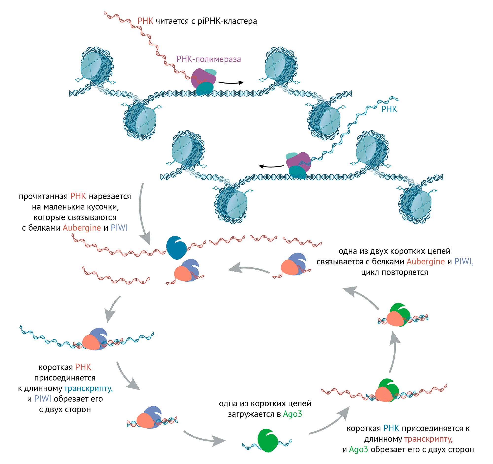 «Размножение» пиРНК по механизму пинг-понга