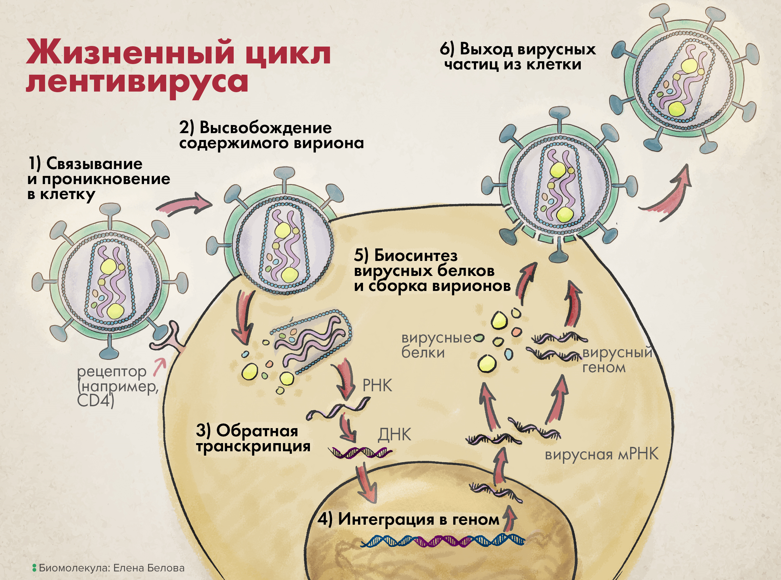 Жизненный цикл лентивируса