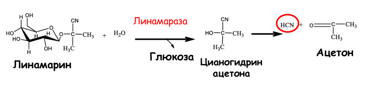 Механизм действия полуиндуцибельных соединений на примере линамарина