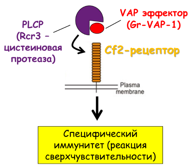 VAP-эффектор