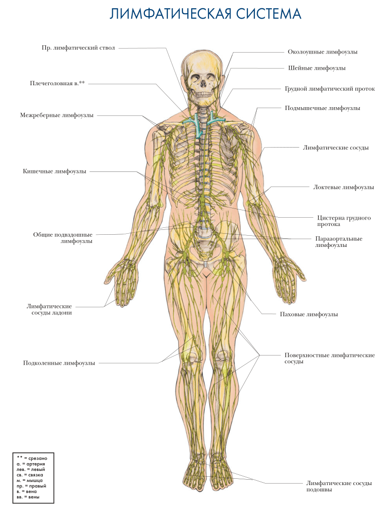 Как проходит лимфа по телу человека фото