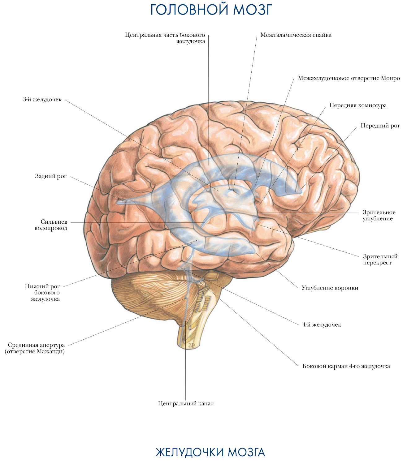Желудочки мозга