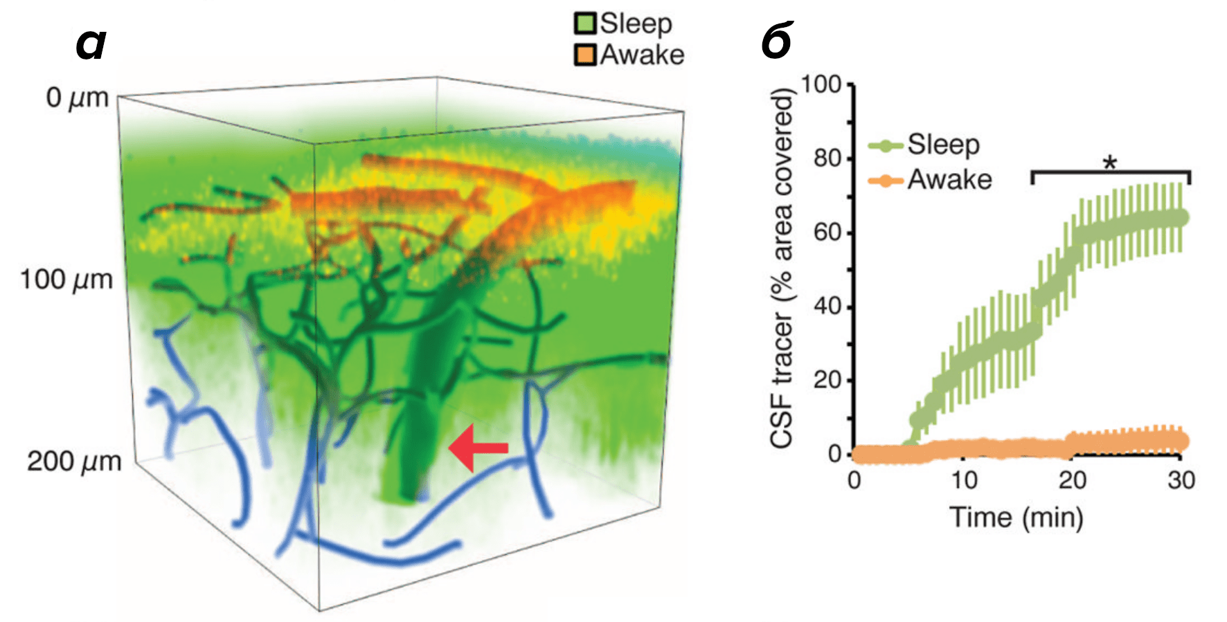 Активность глимфатической системы во сне