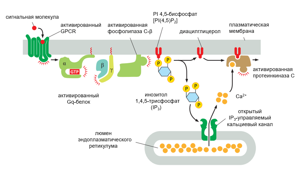 Схема фосфоинозитидного сигнального пути