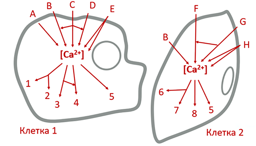 Принципиальные схемы Ca2+-сигналинга