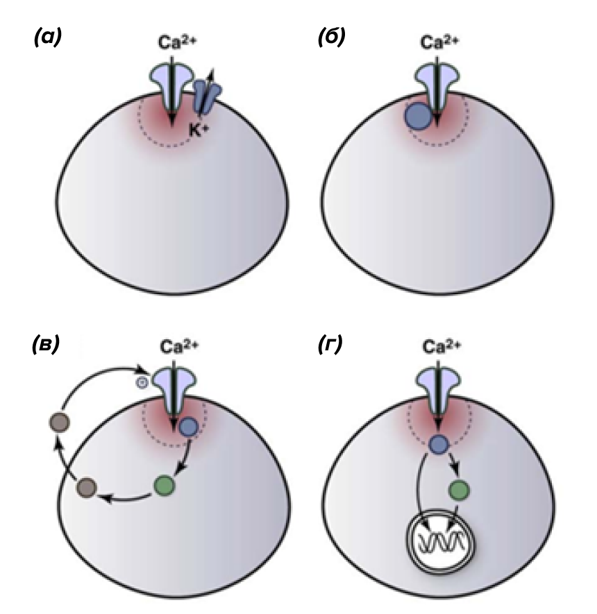 Стратегии совмещения Сa2+-микродоменов с белками клеточного ответа