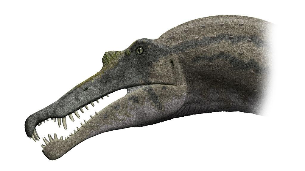 Реконструкция головы спинозавра от Кристиано Даль Сассо 2005 года
