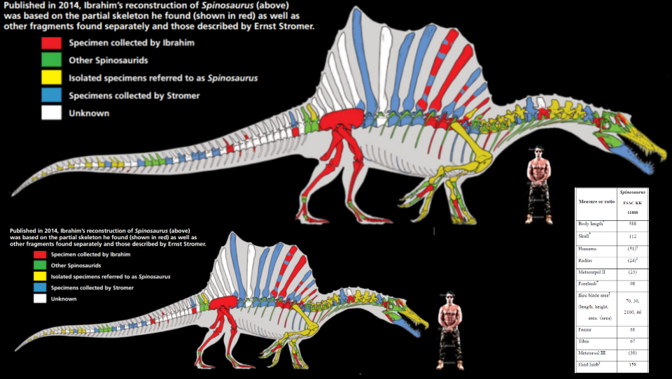 Реконструкция спинозавра 2014 года