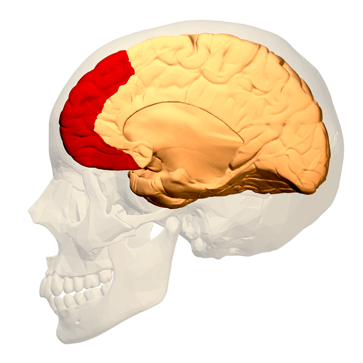 Медиальная поверхность головного мозга