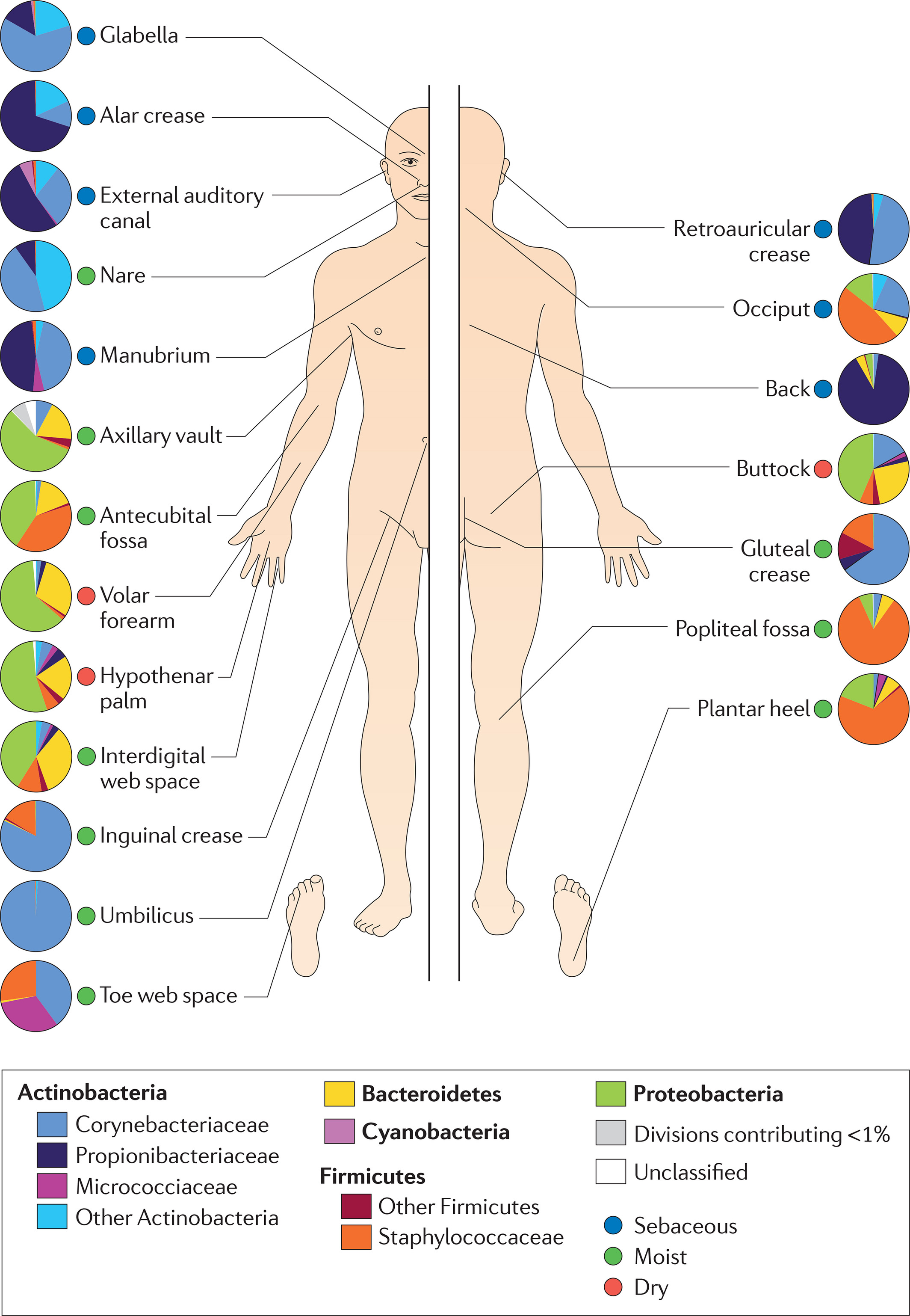 Распределение семейств бактерий на коже человека