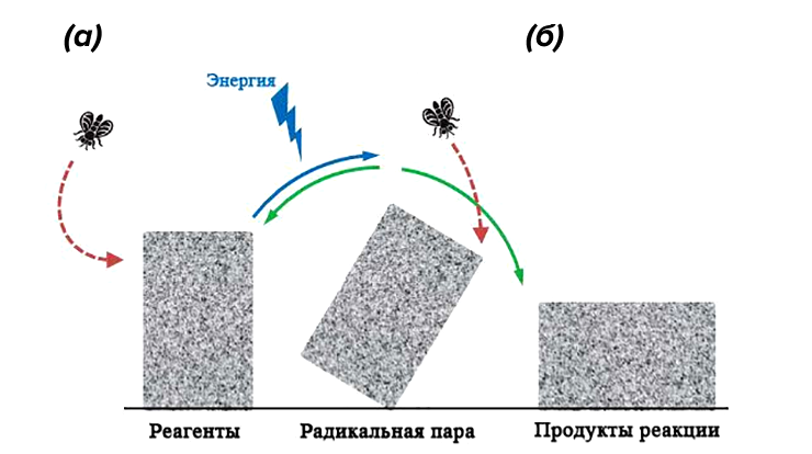 Подобно тому, как муха при некоторых условиях может опрокинуть гранитный блок, слабое магнитное поле может повлиять на протекание бирадикальных химических реакций