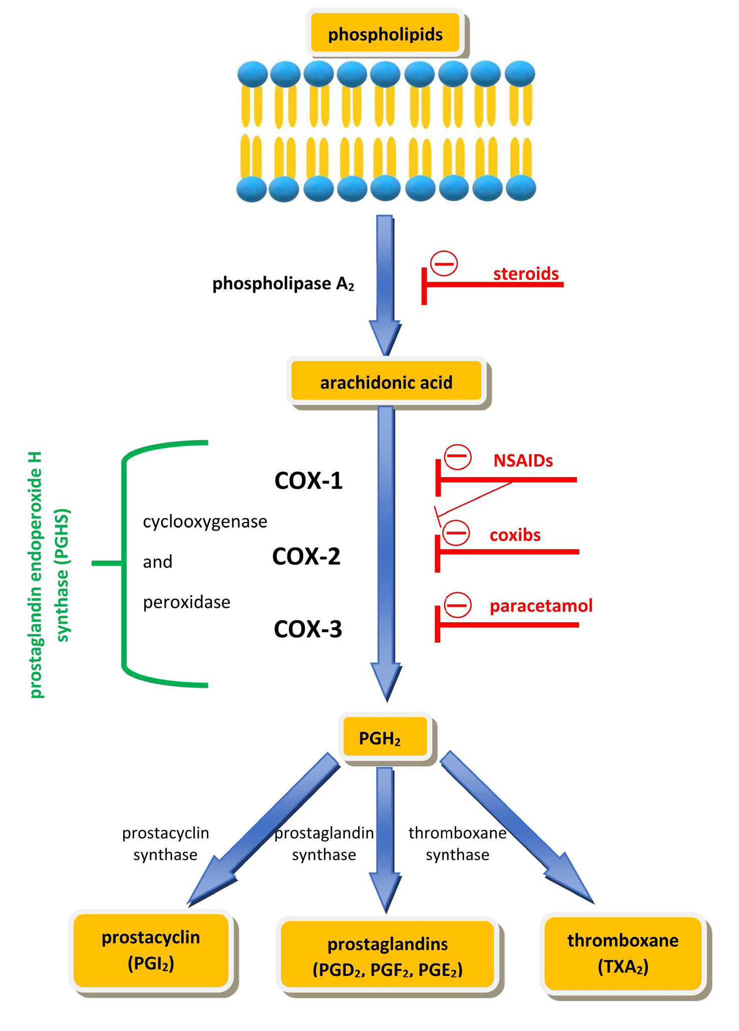 Схема метаболизма арахидоновой кислоты