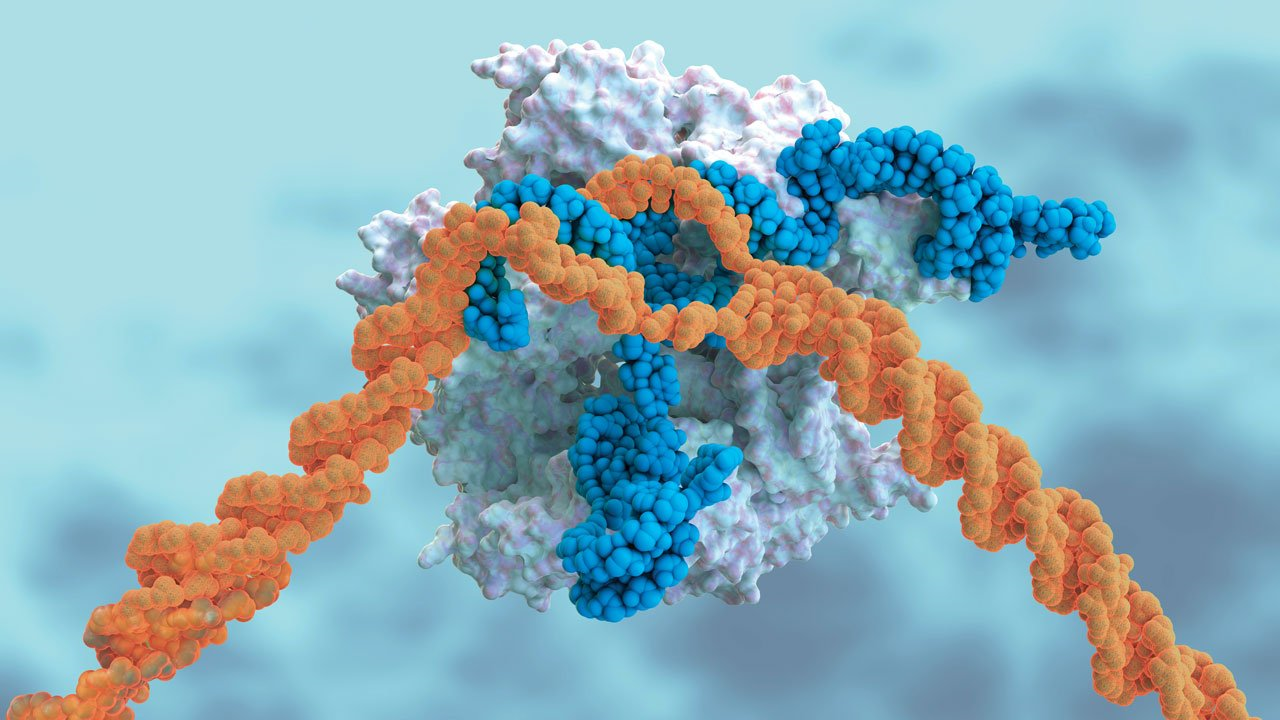 CRISPR фиксирует гены