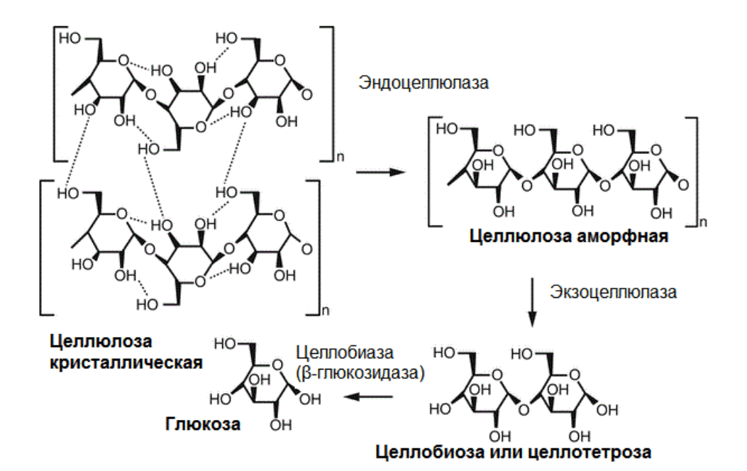 Схема ферментативного гидролиза целлюлозы
