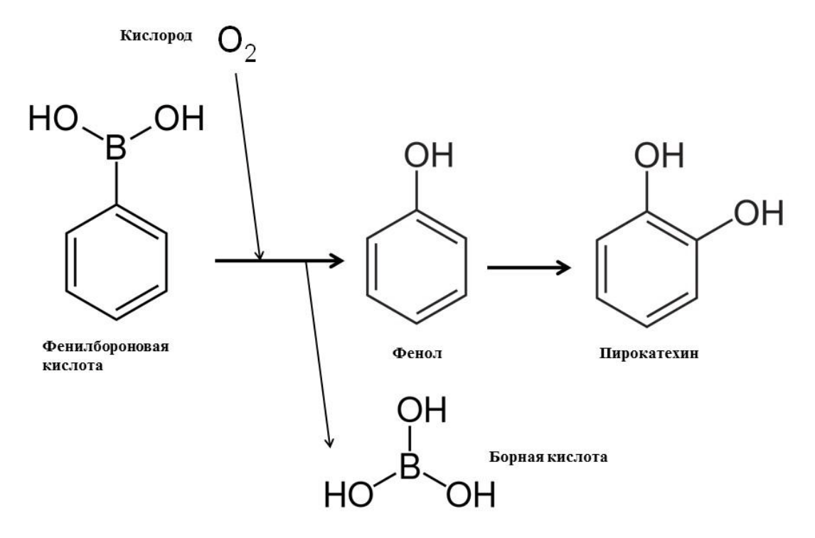 Биодеградация фенилбороновой кислоты