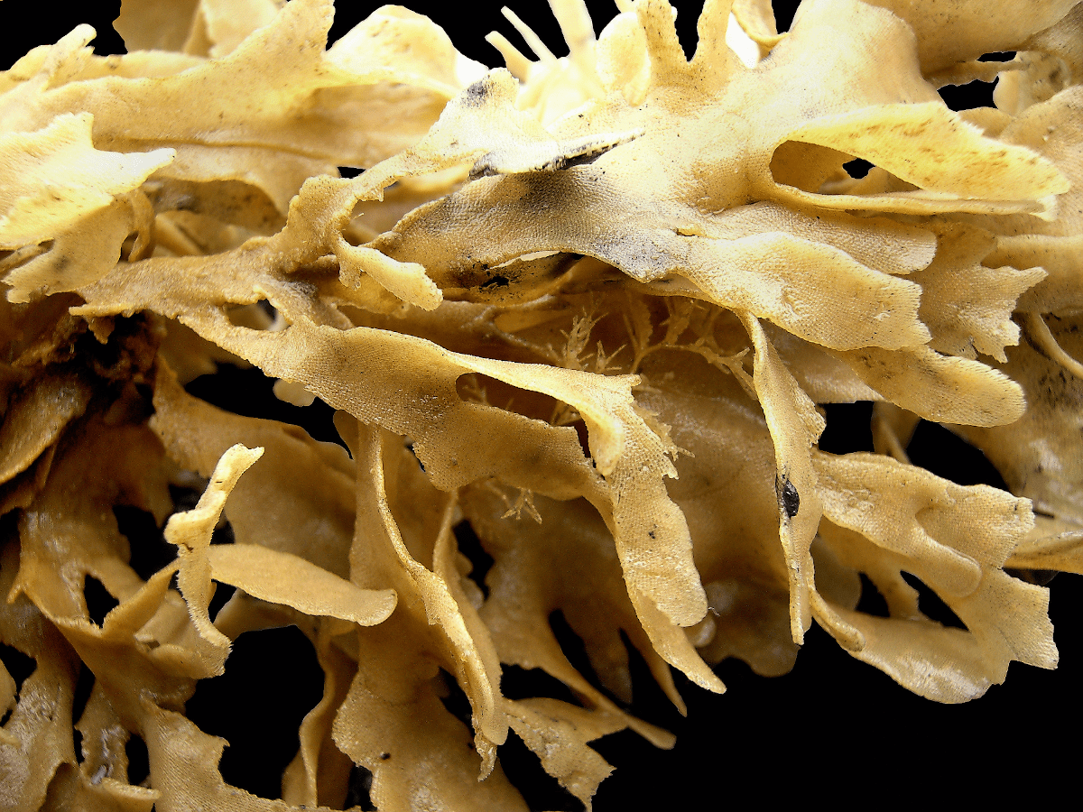Мшанка Flustra foliacea