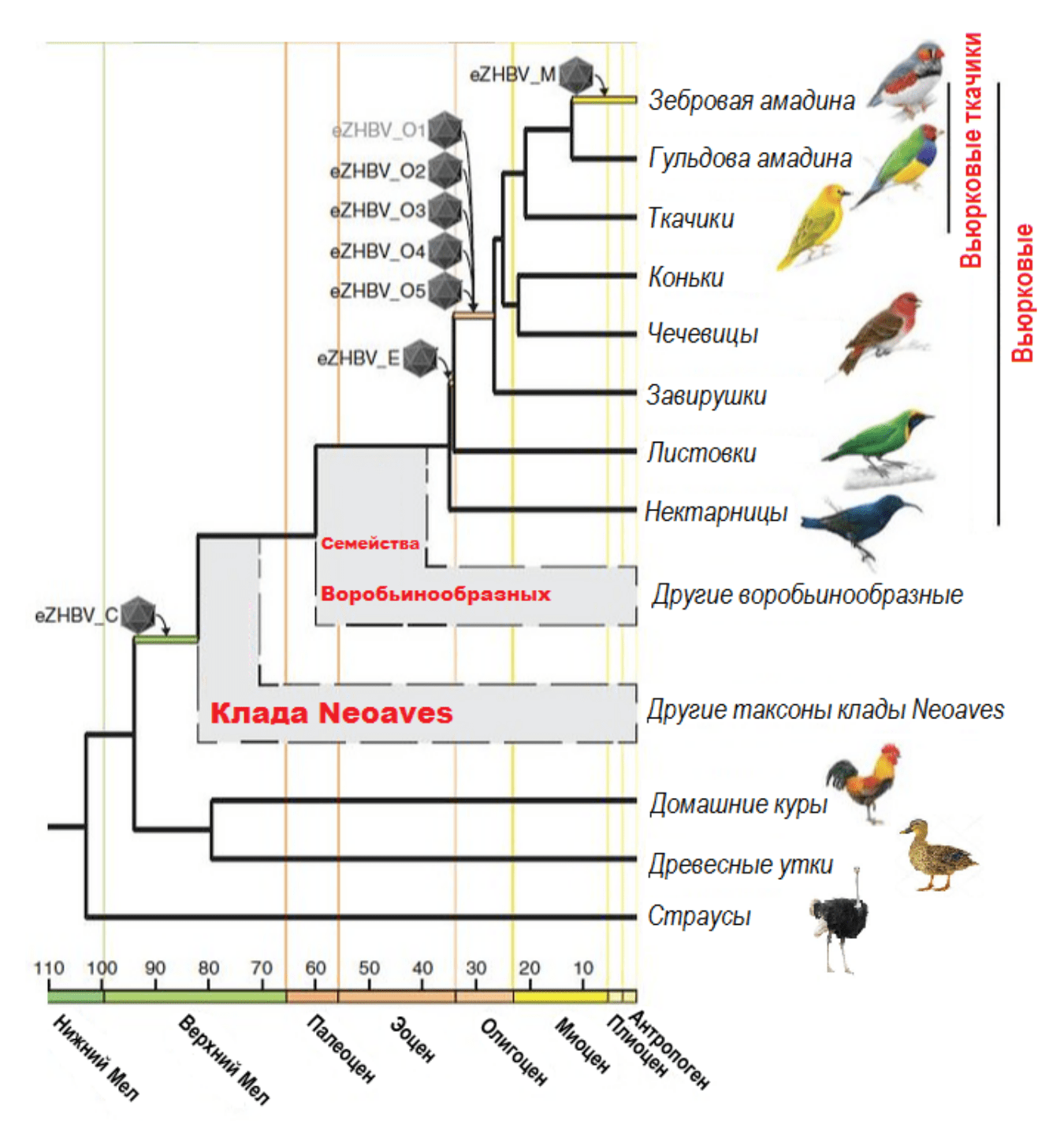 Эндогенизация вируса гепатита В в эволюции птиц