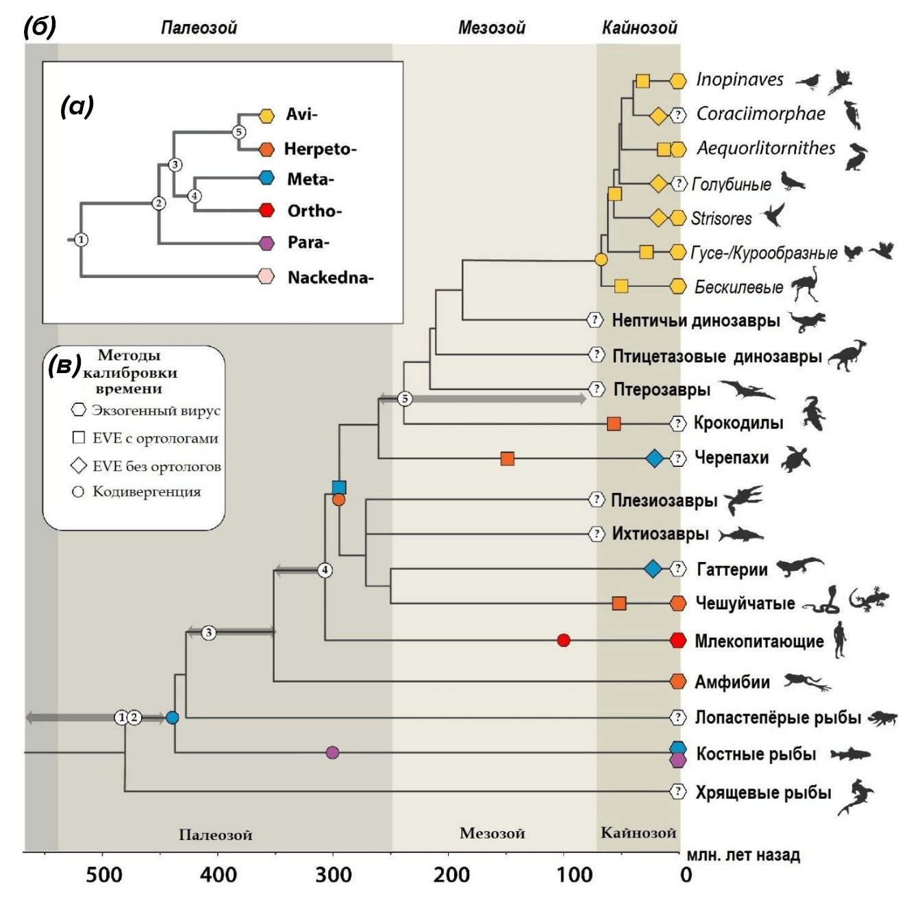 Хронология эволюции гепаднавирусов
