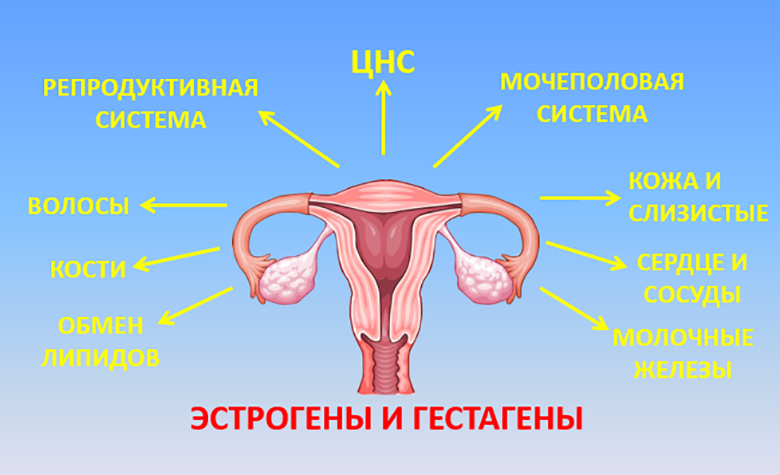 Влияние женских половых гормонов на системы органов