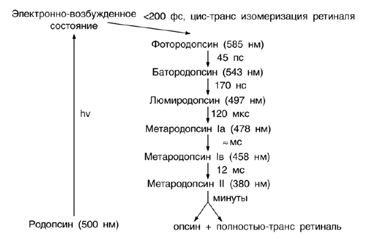 Схема фотопревращений родопсина