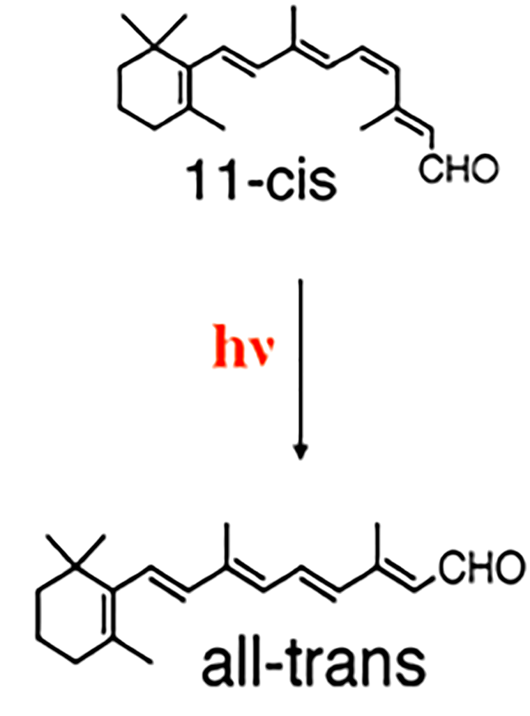 Молекула 11-cis- и all-trans-ретиналя