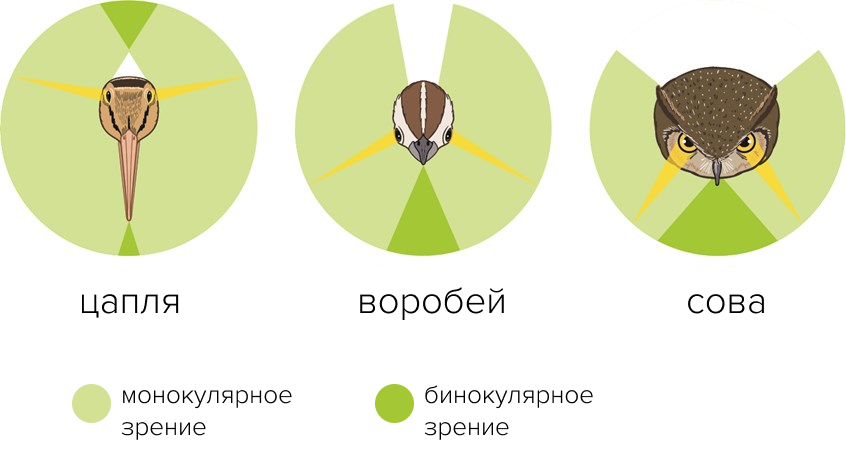 Сравнение зон монокулярного и бинокулярного зрения у птиц разных видов