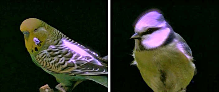 Птицы видят в темноте. Птицы в ультрафиолете. Ультрафиолетовое зрение птиц. Волнистый попугай в ультрафиолете. Птицы видят в ультрафиолете.