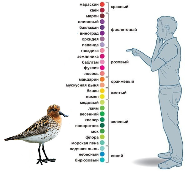 Благодаря липидным каплям птицы видят и различают гораздо большее количество оттенков цветов — по сравнению с человеком