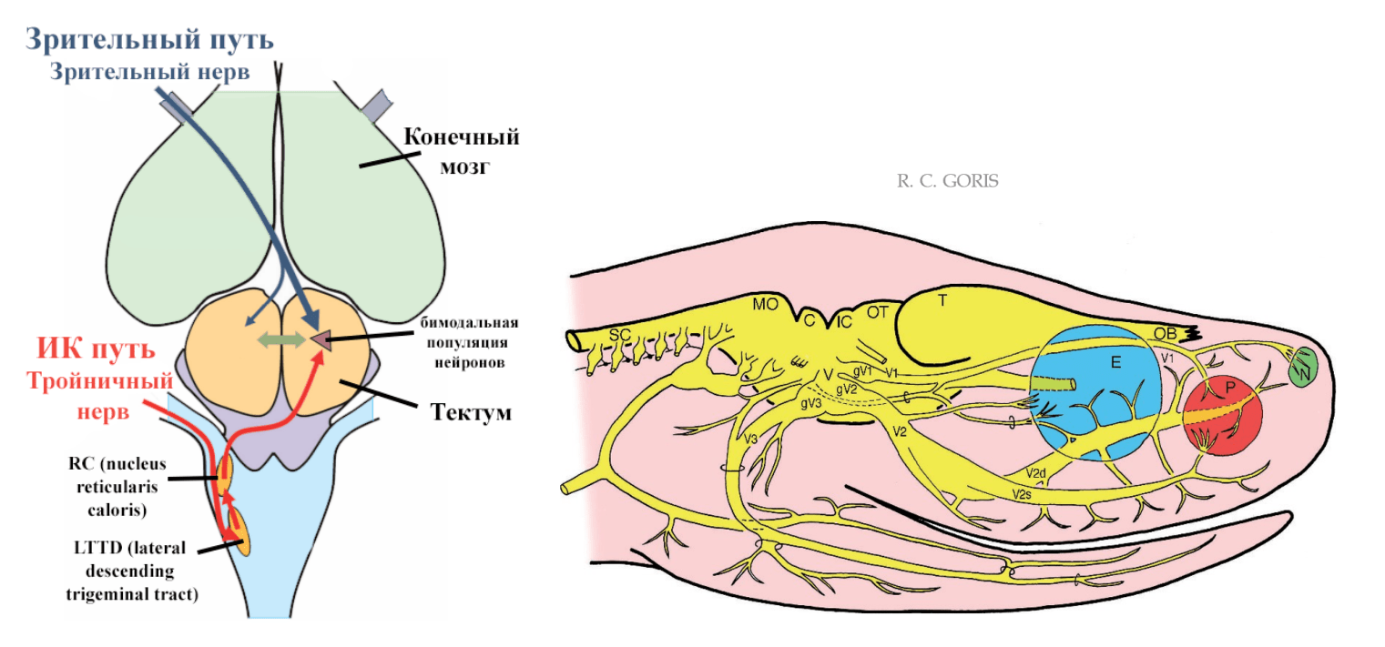 Схемы нервной системы змеи