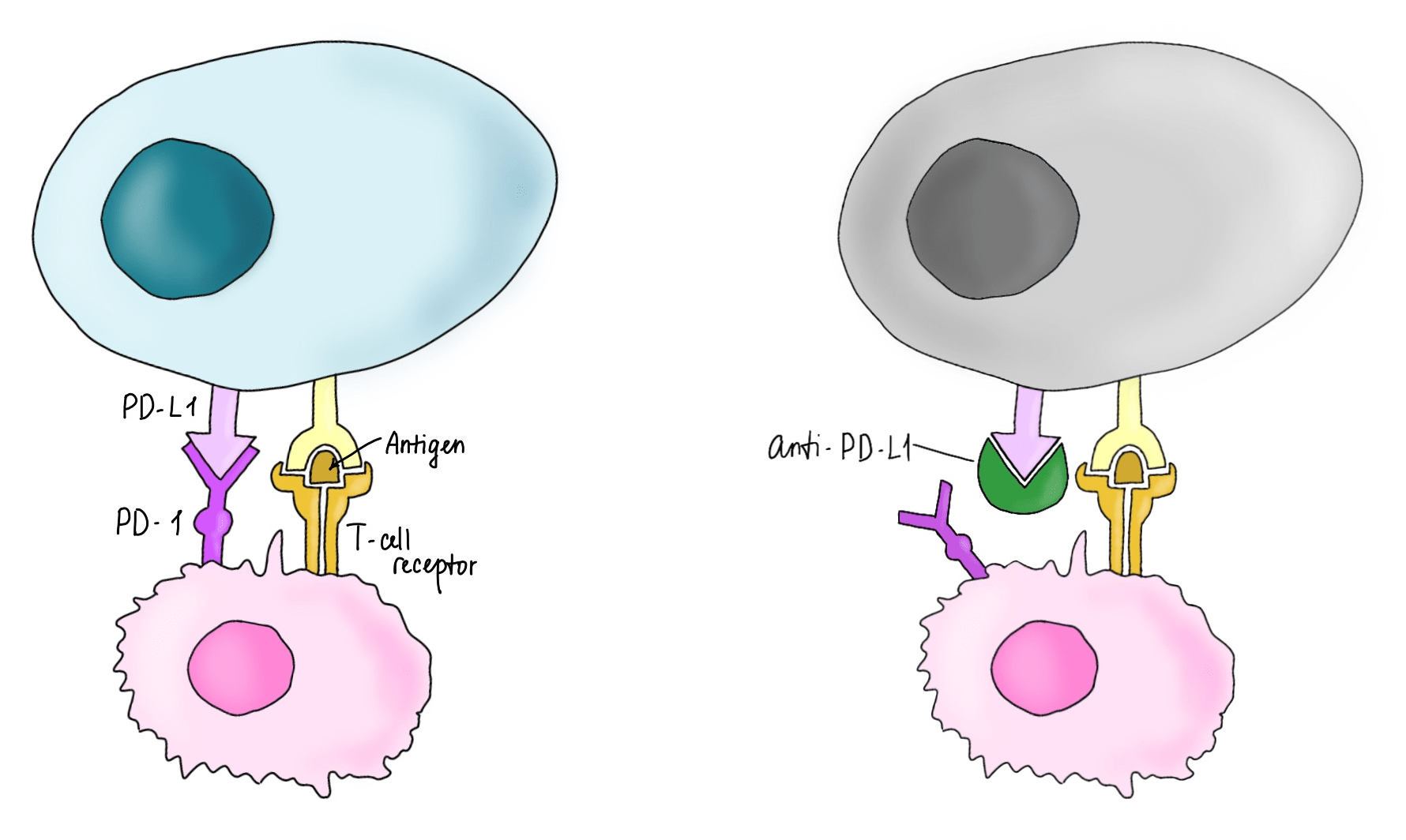 Взаимодействие опухолевой клетки с Т-клеткой