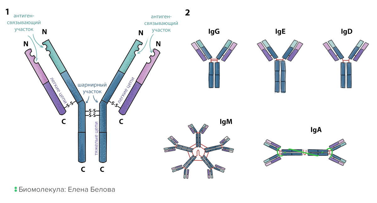 Строение и типы антител с указанием структурно значимых участков