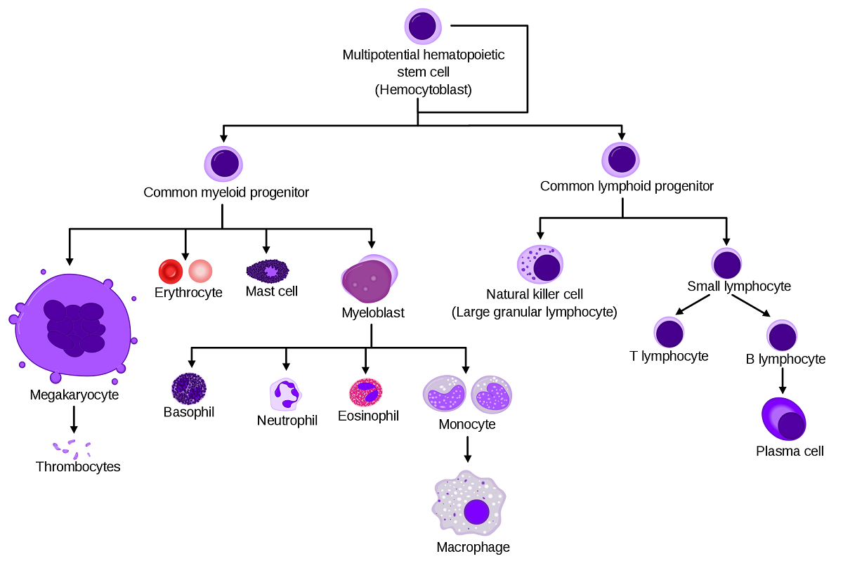 Схема происхождения клеток крови и лимфы из гемопоэтической стволовой клетки