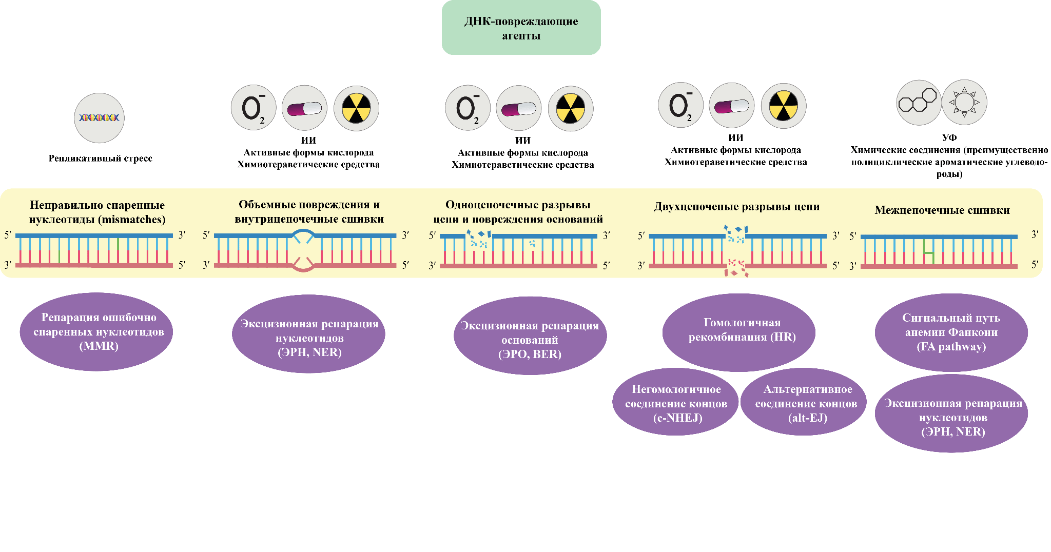 Основные репаративные механизмы, активирующиеся в ответ на различные виды повреждений ДНК