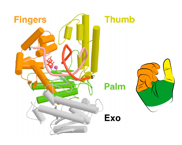 Доменная организация репликативной ДНК-полимеразы бактериофага T7