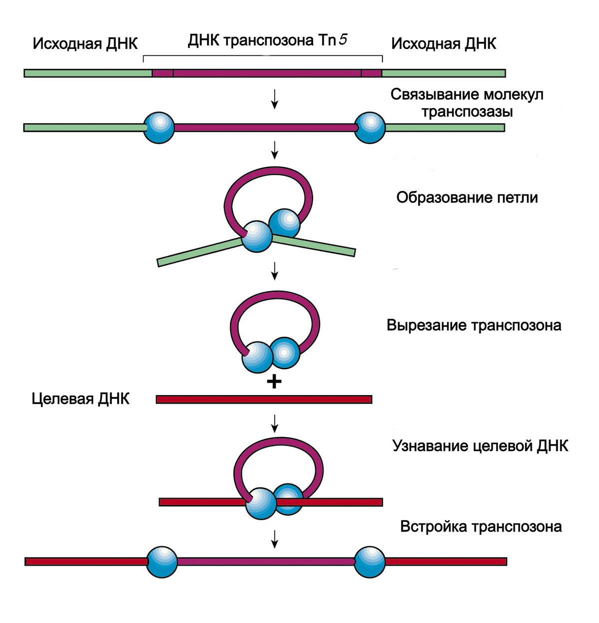 Механизм работы Tn5-транспозазы