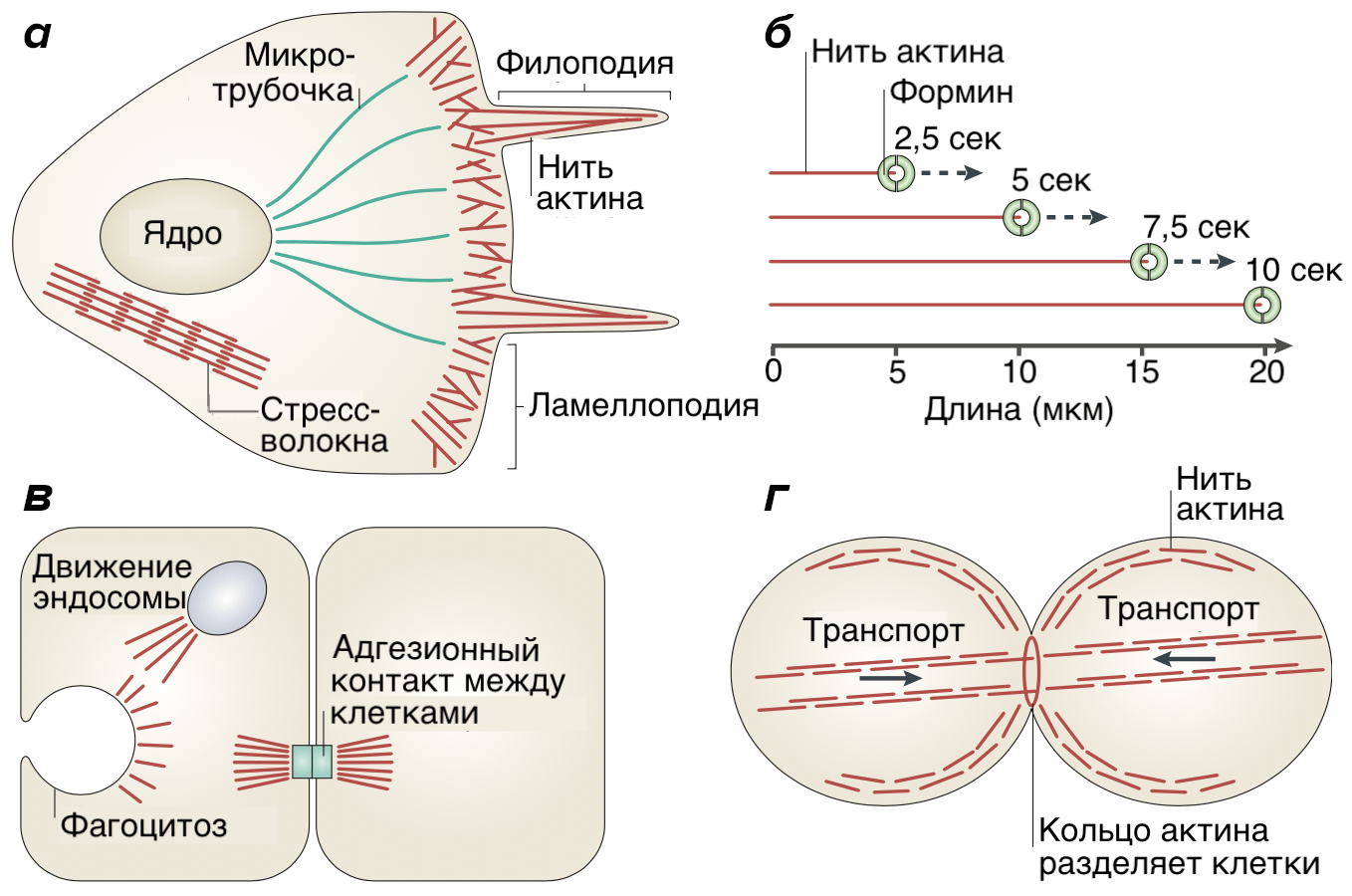 Работа актина и форминов в клетке