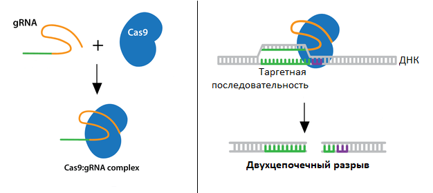 Схема действия gRNA+Cas9 комплекса